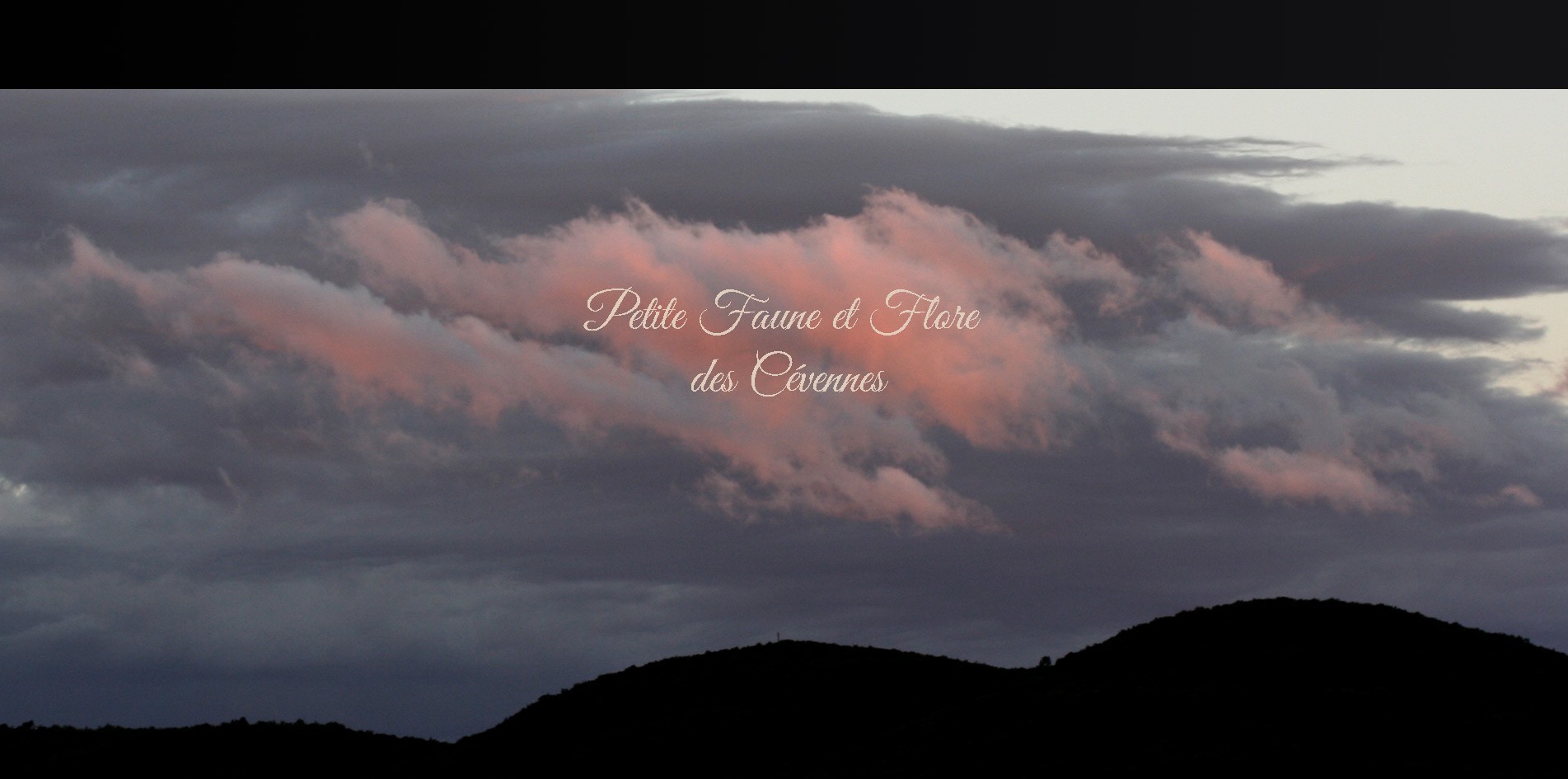 video_forest